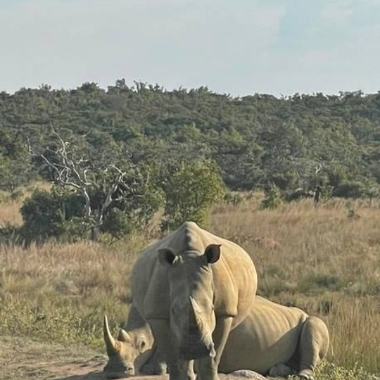 Rhino