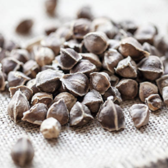 Moringa Seeds
