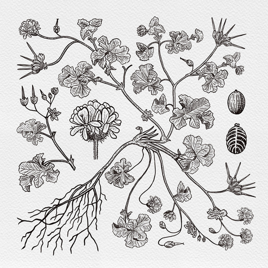 Kusmalva print