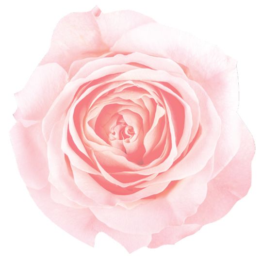12 Placemats - Die-cut pink rose