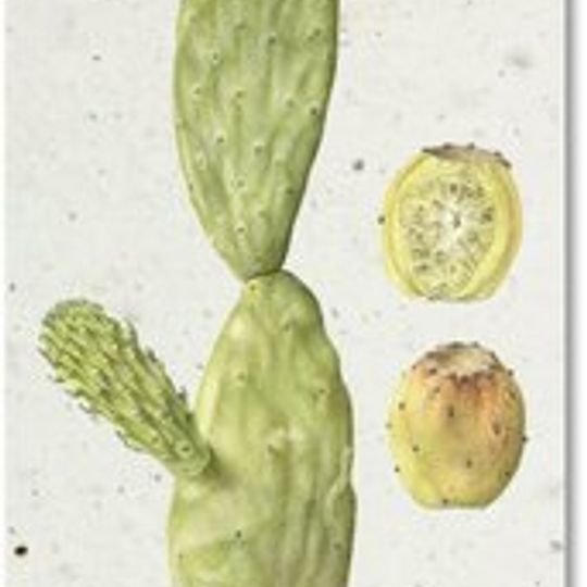 Bookmark | Prickly Pear