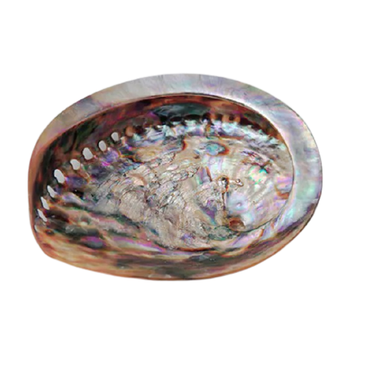 Abalone Shell - Polished