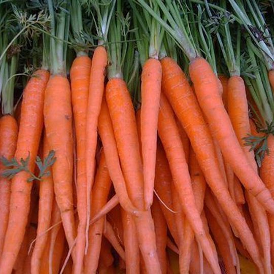 Organic Carrots - Baby