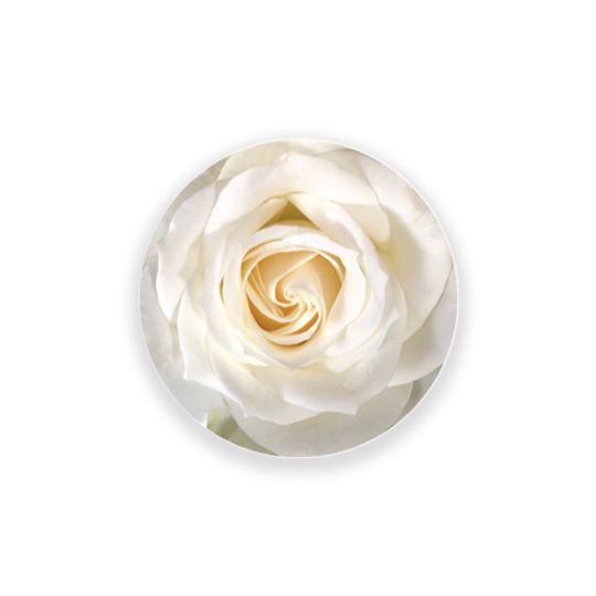 24 Coasters - White rose