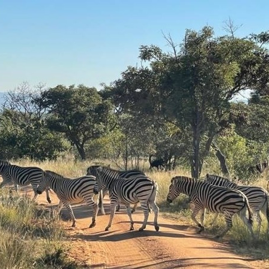 Zebras