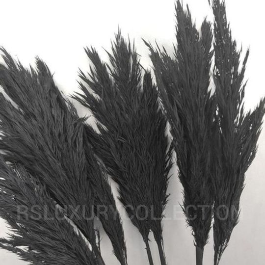 Real Dried Pampas Grass Single Stem - Black