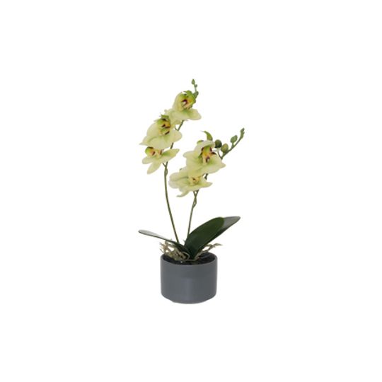 Real Touch Artificial Lime Green Orchid in Matte Grey Pot