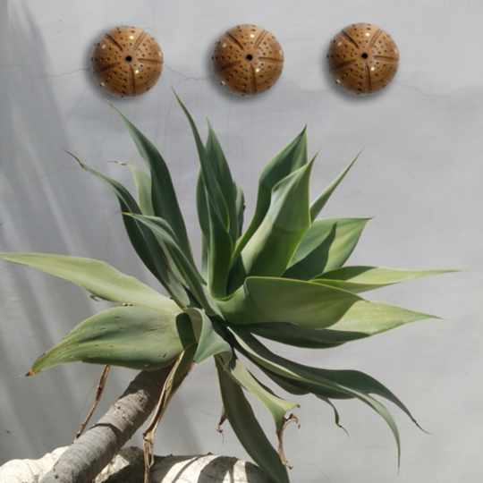 Sea Urchin wall hook