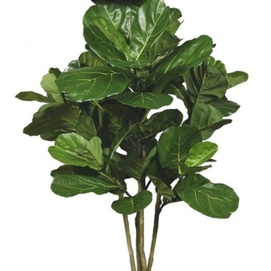 Artificial Fiddle Leaf Fig Tree with Large Leaves (183cm)