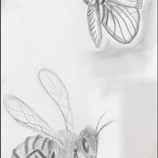Butterfly Bee