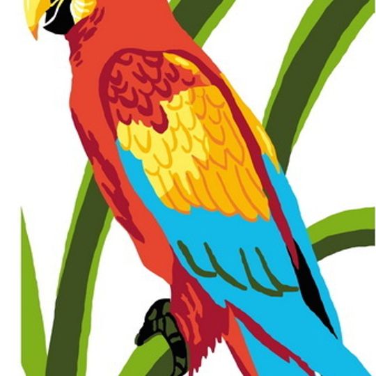 Pretty Parrot