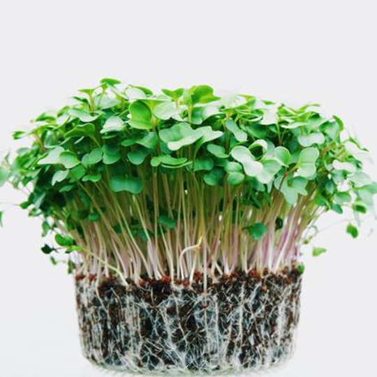 Mustard Cress Raw Earth