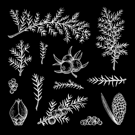 Juniper Print